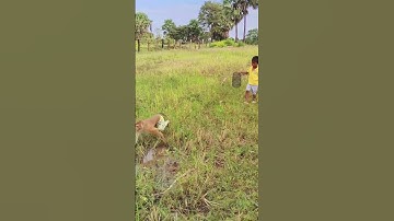 Great Farmer Finding Fish At Rice Field #shorts