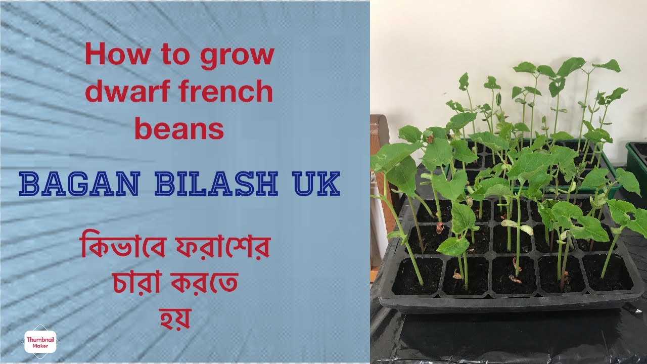 How to grow dwarf french beans কিভাবে ফরাশের চারা করতে হয় YouTube
