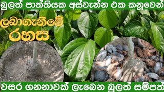 තනි ඉන්නට වසර ගනනාවක් පරිභෝජනය සඳහා සාර්ථක බුලත් රෝපණය /bulath ropanaya