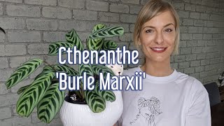 Cthenanthe 'Burle Marxii' | Fish bone prayer plant | Care & how to divide it | 🌿