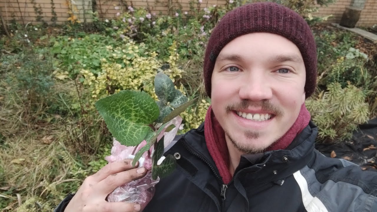 Варієгатні морозники/чемерники/ helleborus