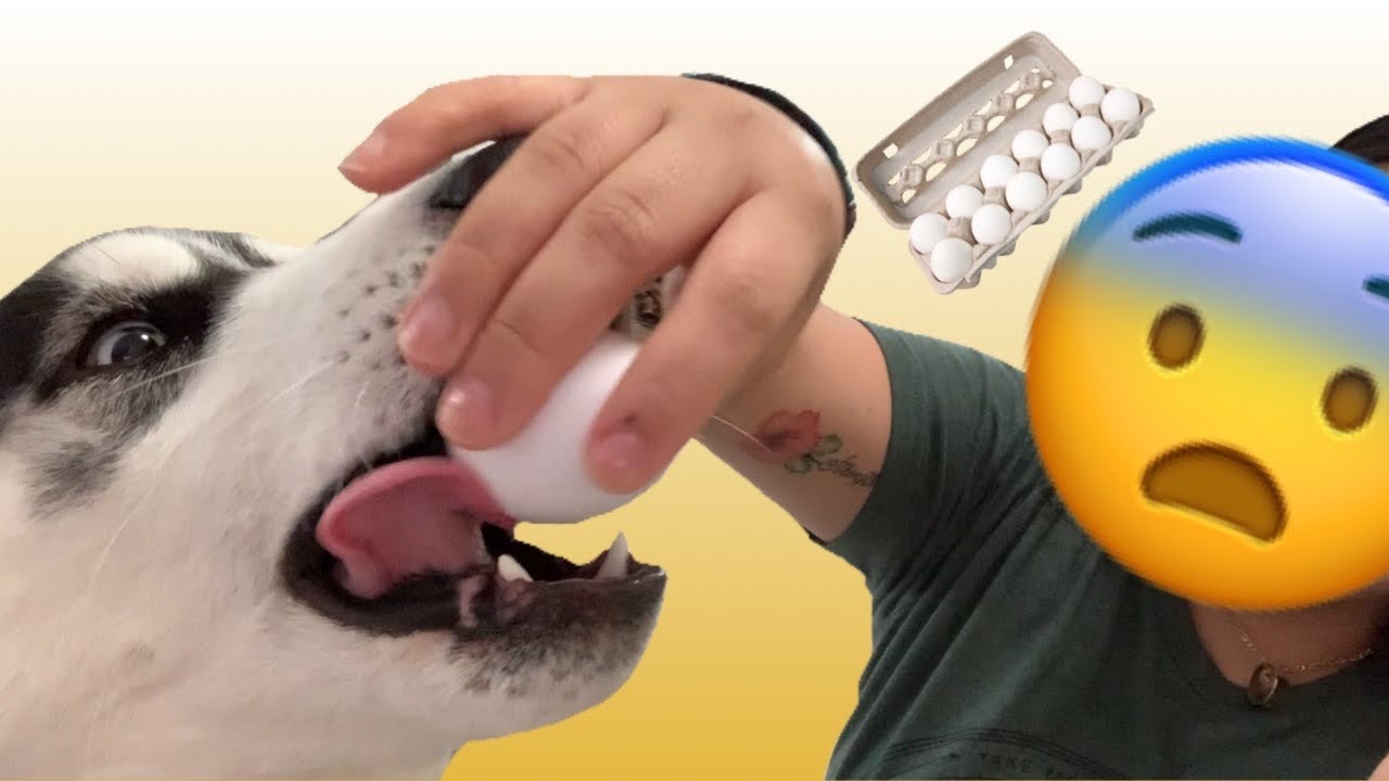 DOG EGG CHALLENGE!!! YouTube
