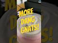More Dang Gnats! Persistent Fungus Gnat Infestation at 3610 Chandler, Nov 2023 + Jan 2024