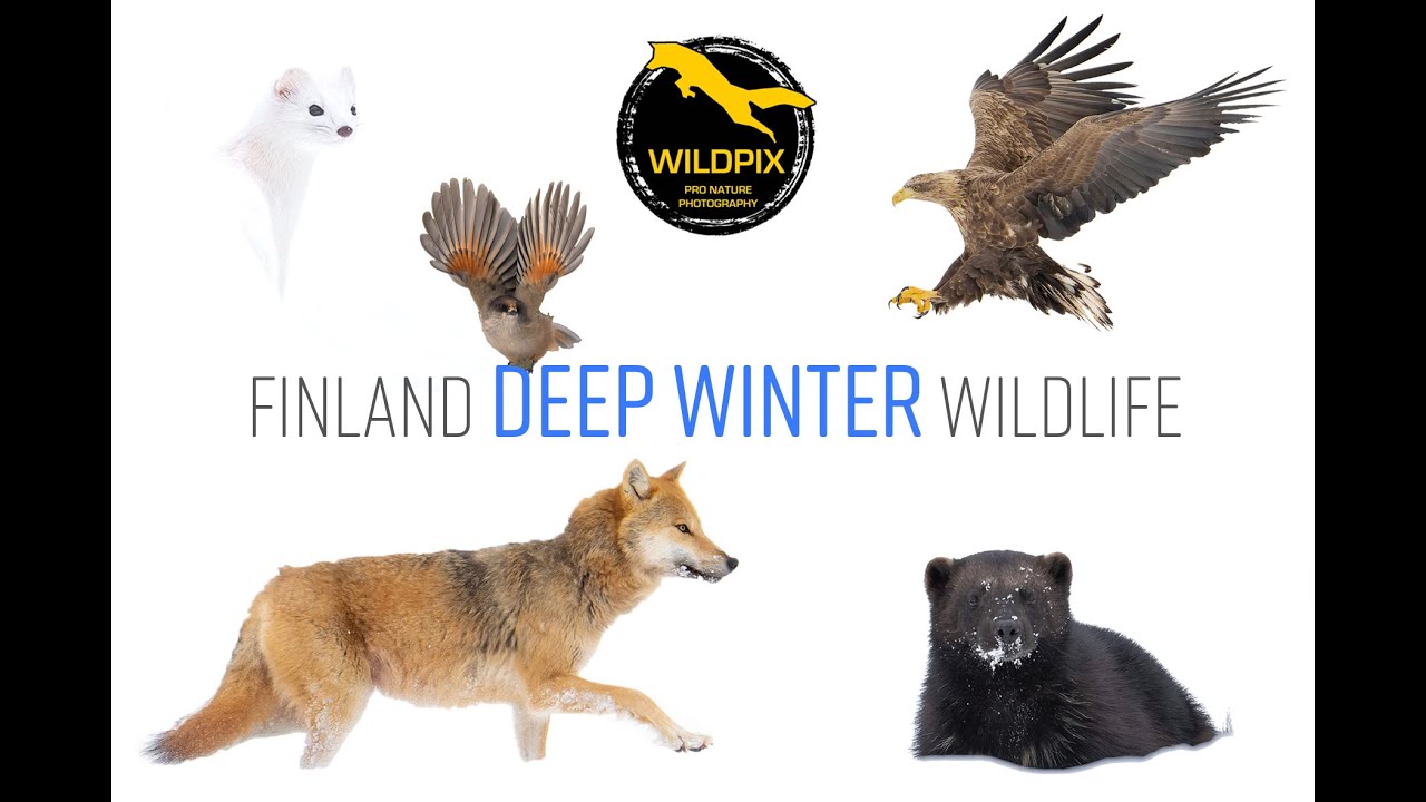 WILDPIX TRAVEL - FINLAND DEEP WINTER TOUR