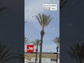 Nature Strikes Back - Huge Bee Swarms Force Safety Alerts Across Israeli City of Netivot | #shorts