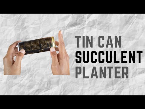 || TIN CAN SUCCULENT PLANTER || DIY || How to Grow Mini Succulents in Tin Cans Step by Step hqdefault
