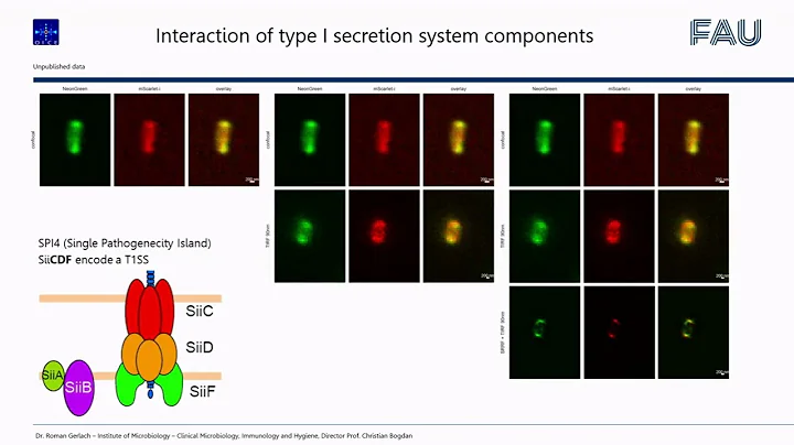 Ralph Palmisano: SRRF & TIRF entangled Super-Resol...