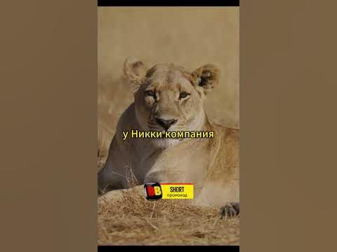 Семья львов #животные #звери #природа - YouTube