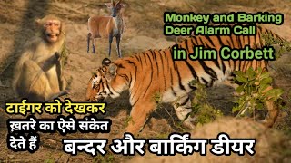 Monkey and barking Deer alarm call in Jim Corbett