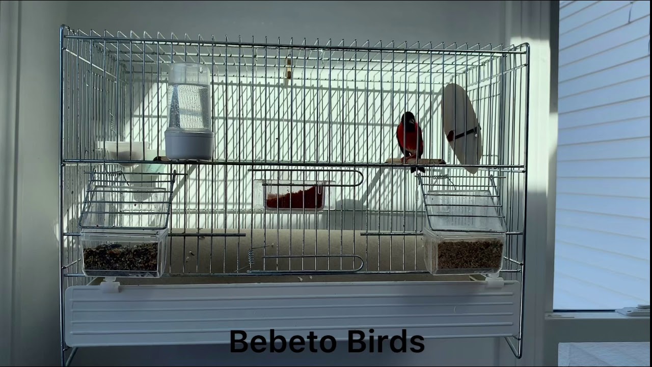 Red Siskin 