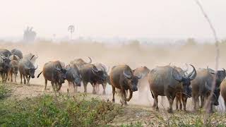 Wildlife Funny Show Buffalo Funny Two Buffalo Across High Street 2018 Wildlife Funny Show Buffalo Funny Two Buffalo Across High Street 2018