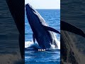 Blue Whale 52 The loneliest whale in the world.
