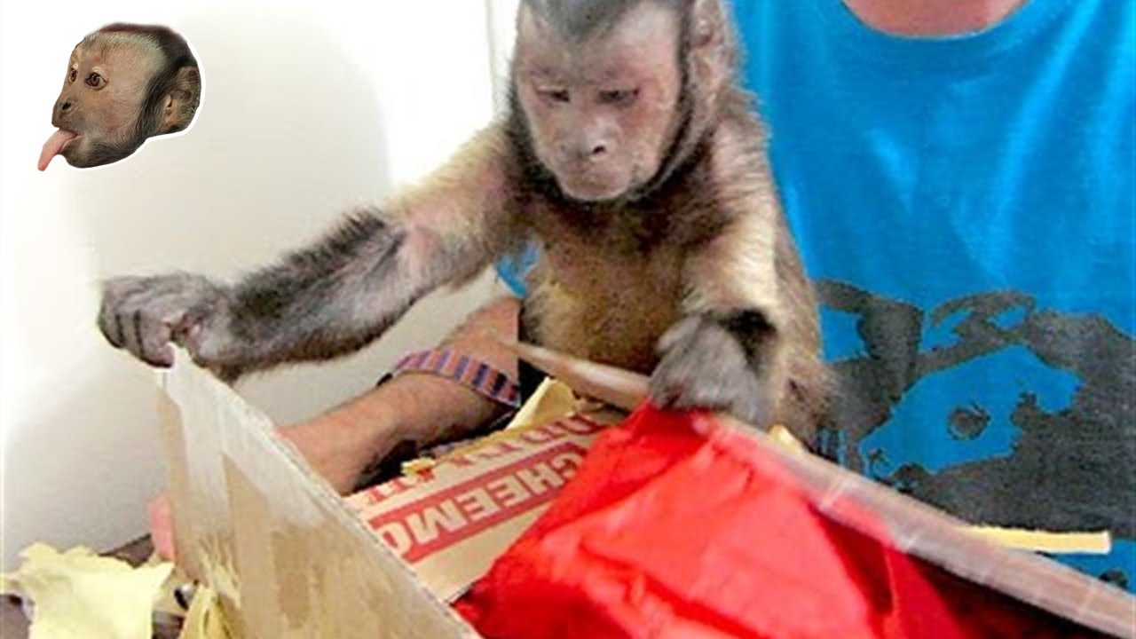 Capuchin Monkey Gets SWEET Mail!