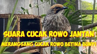 suara cucak rowo jantan untuk merangsang cucak rowo betina bunyi