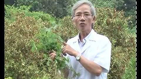 Cây hoa ngũ sắc-Tác dụng chữa bệnh của cây hoa cứt lợn (ngũ sắc)