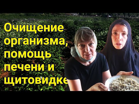 Очищение организма, помощь печени и щитовидке.