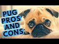 Pug Dog Breed - Pros and Cons の動画、YouTube動画。