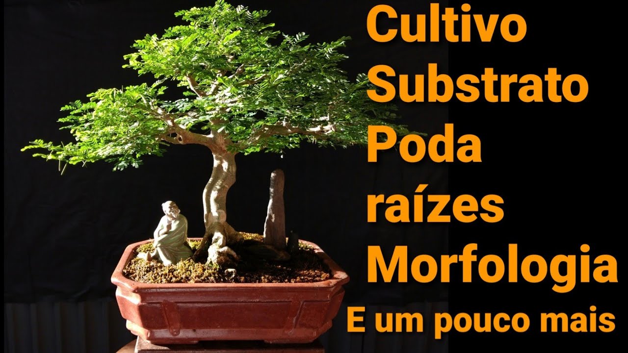 PITECOLOBIUM TORTUM (PITECO) - Aula sobre a espécie