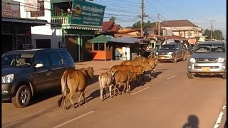 Wrong way driving! Stupid cows!
