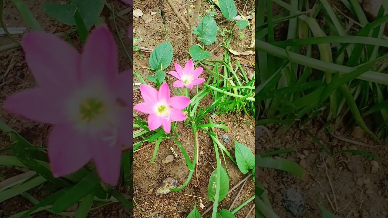 1st blossom in monsoon 