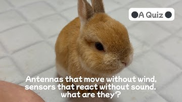 ●A Quiz● Antennas that move without wind, sensors that reacts without sound, what are they?