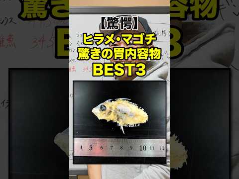 これ食べるの！？驚きの胃内容物BEST３【ヒラメ・マゴチ】