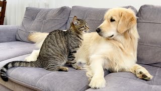Golden Retriever Tries to make Friends with a Funny Cat