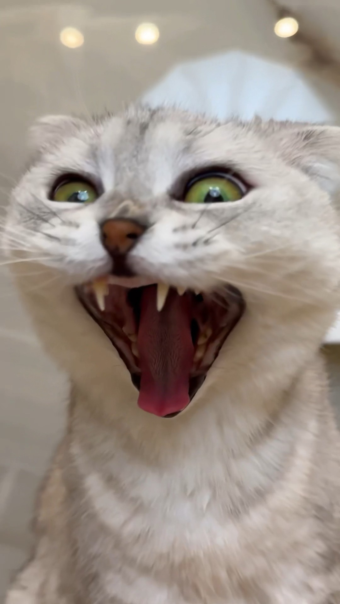 Sonya has made a mess again!? #cat #cats