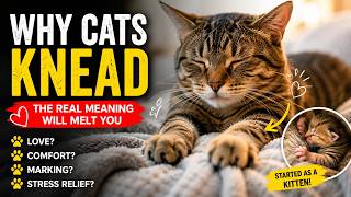 Why Do Cats Knead? The Surprising Truth Every Cat Owner Needs to Know