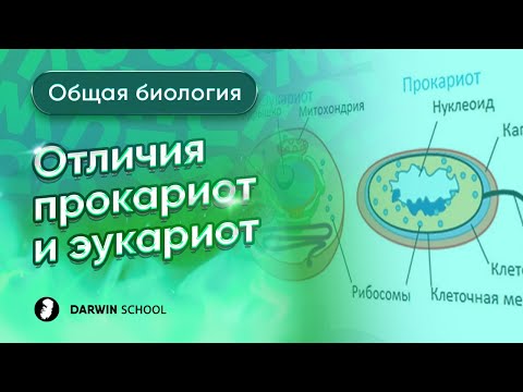 Тема 6: Отличия прокариот от эукариот