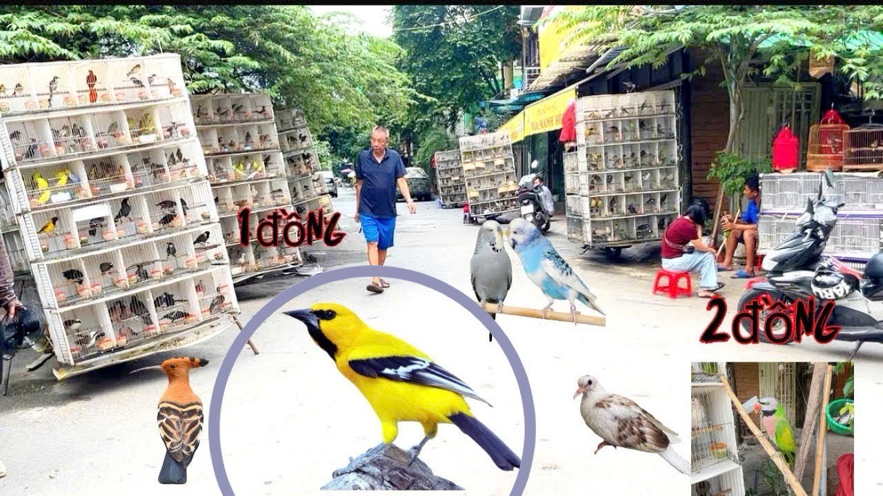 Thế giới chim cảnh tại chợ Hoàng Hoa Thám Hà Nội. Quá nhiều chim đẹp.