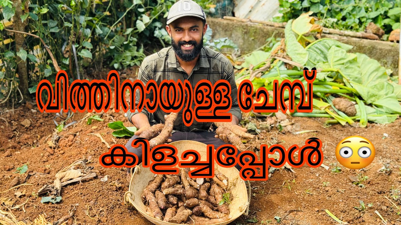 ഇപ്പോഴാണ് കൂടുതൽ വിളവ് കിട്ടിയത്.😊