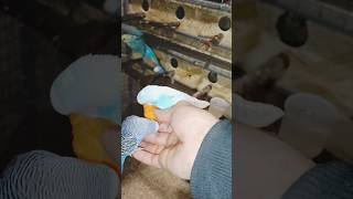 волнистый попугай #попугай #birds #budgies #папугаї #волнистыйпопугайчик #птицы