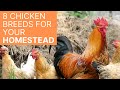 8 of the Best Chicken Breeds for Your Homestead