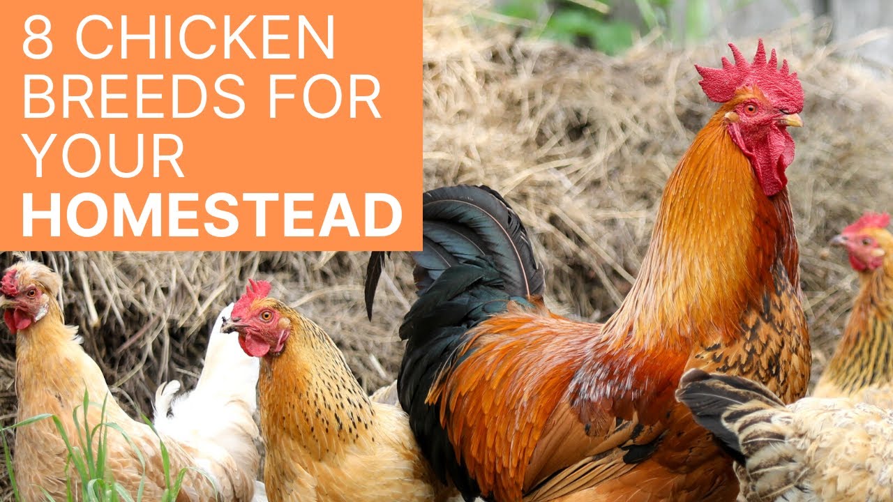 8 of the Best Chicken Breeds for Your Homestead YouTube