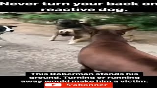 Scène de combat Doberman contre 3 chiens 😡😡 chien super intelligent #shorts