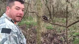 Snaring big boar hogs