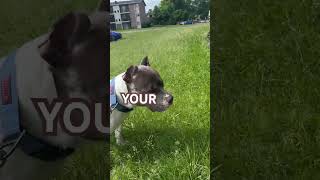 My American bully Dog Said The REAL Meaning of Loyalty 🐶❤️ #shorts #viral