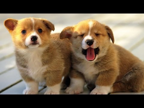 Cute Puppies Will Help Lower Your Stress