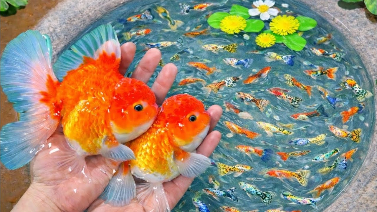 Catch beautiful aquarium fish in small ponds such as goldfish, koi, pencil fish, guppy, nemo..