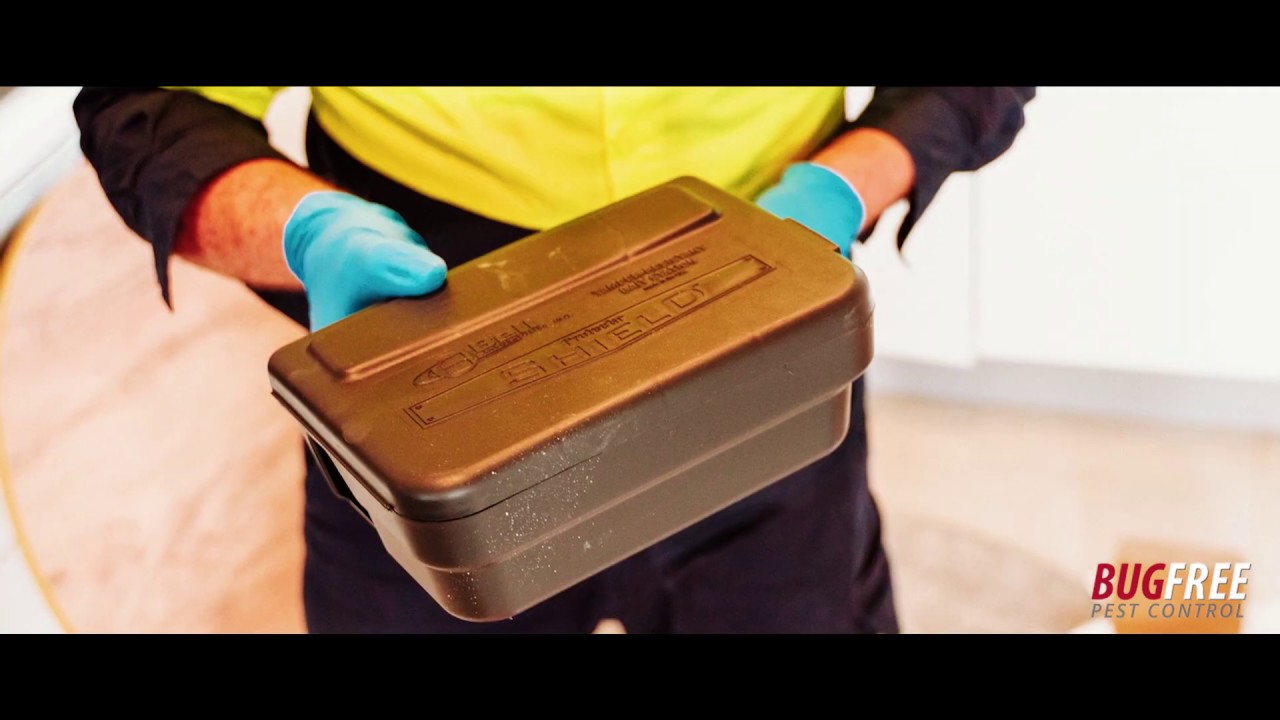 COMPARING THE 2 MOST POPULAR MOUSE TRAPS - BugFree Pest Control Sydney