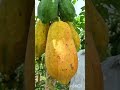 एक गरीब किसान उसने मेहनत करके बगीचे का उसने पपीते का बगीचा लगाया और पानी उसने डाला हरा भरा