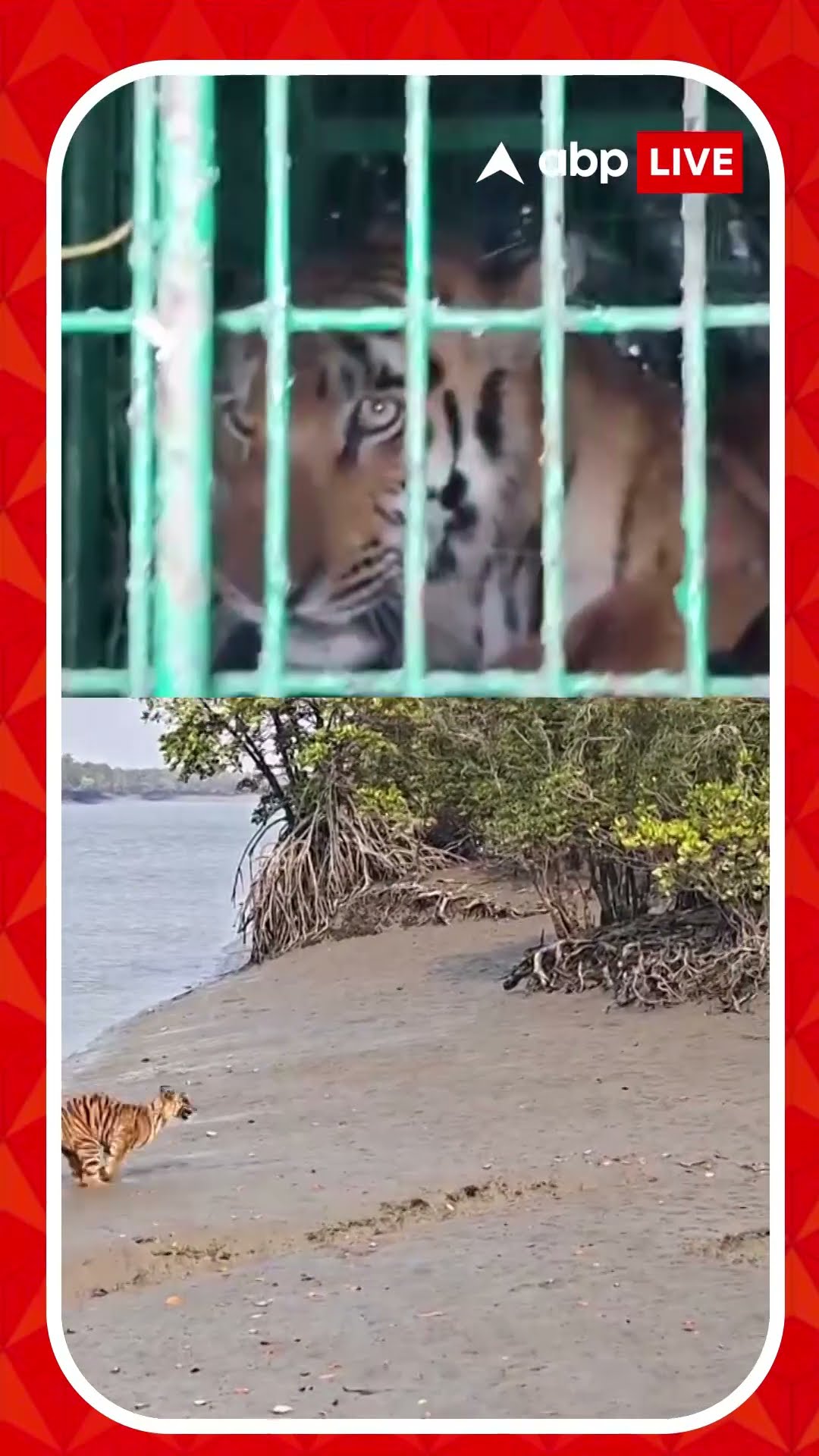 অবশেষে মৈপীঠে বাঘবন্দি। দীর্ঘ প্রচেষ্টার পর ধরা পড়ল রয়্যাল বেঙ্গল টাইগার