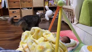 甘えて相手の足を毛むくじゃらにする猫　ノルウェージャンフォレストキャットCat welcoming the family. Norwegian Forest Cat.