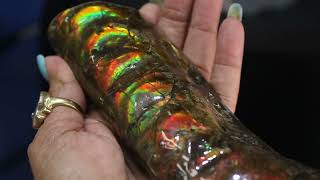 3855cts gem quality baculite FOSSIL collector pc tbm-2722
