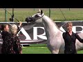 Memories of chantilly 2019  aho breeders champs europe  pt 17  champs  colts 1 year  old