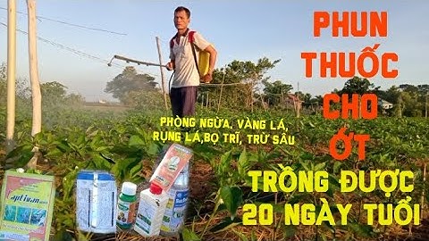 PHUN THUỐC CHO ỚT TRỒNG ĐƯỢC 20 NGÀY TUỔI