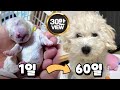 🎉 💗30만 View💗🎉 비숑 아기강아지 7마리 출산부터 60일까지 성장일기 16분 하이라이트~~!!!
