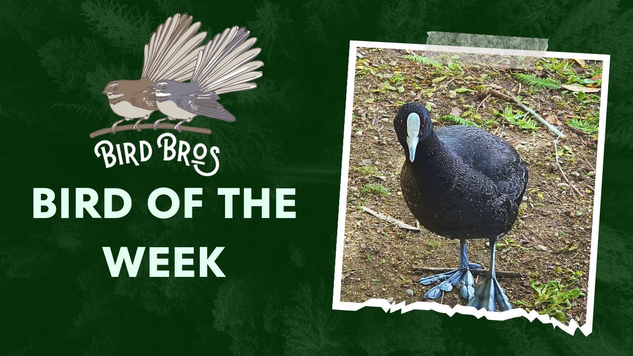 Bird of the Week - The Australian Coot