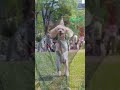husky convert in to dog...
